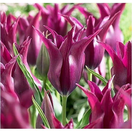 Premium Burgundy Tulip & Lily Floral Fabric – Vibrant Printed Textile for Fashion & Interior Design