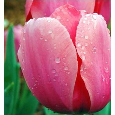 Pink Impression Darwin Hybrid Tulip Bulbs – Vivid Spring Blooms