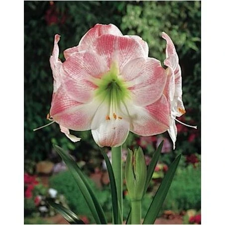 Apple Blossom Amaryllis Bulb – Vibrant Pink Blooms for Indoor Décor