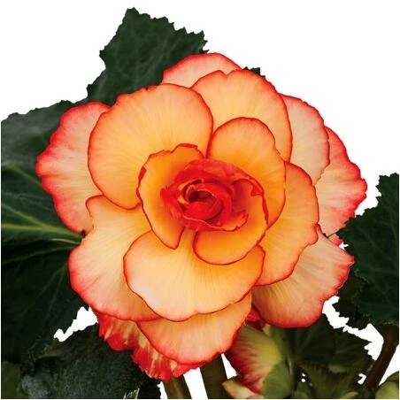 Premium Salmon Picotee Begonia – 7 cm Open‑Bloom Stems for Elegant Floral Arrangements