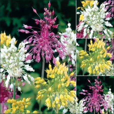 Firework Allium Seed Blend – Vibrant Bulb Garden Mix