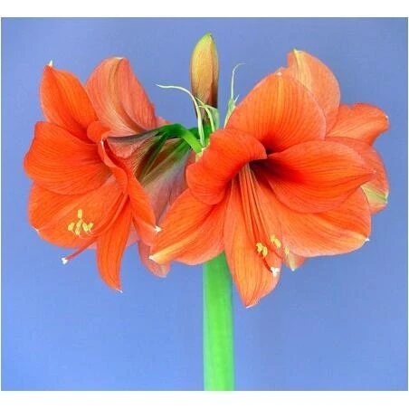 Amaryllis Desire Eau de Parfum – Romantic Floral Fragrance for Women