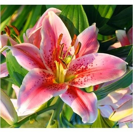 Mona Lisa Artificial Lily Bouquet – Realistic Silk Flowers for Home & Event Décor