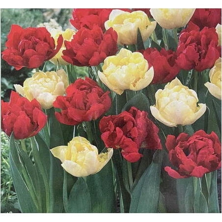 Red & Yellow Tulip Bulb Mix – Vibrant Spring Blooms