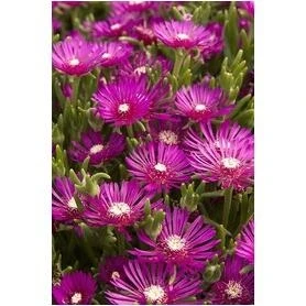 Delosperma Cooperi ‘#1’ – Drought‑Tolerant Succulent Groundcover