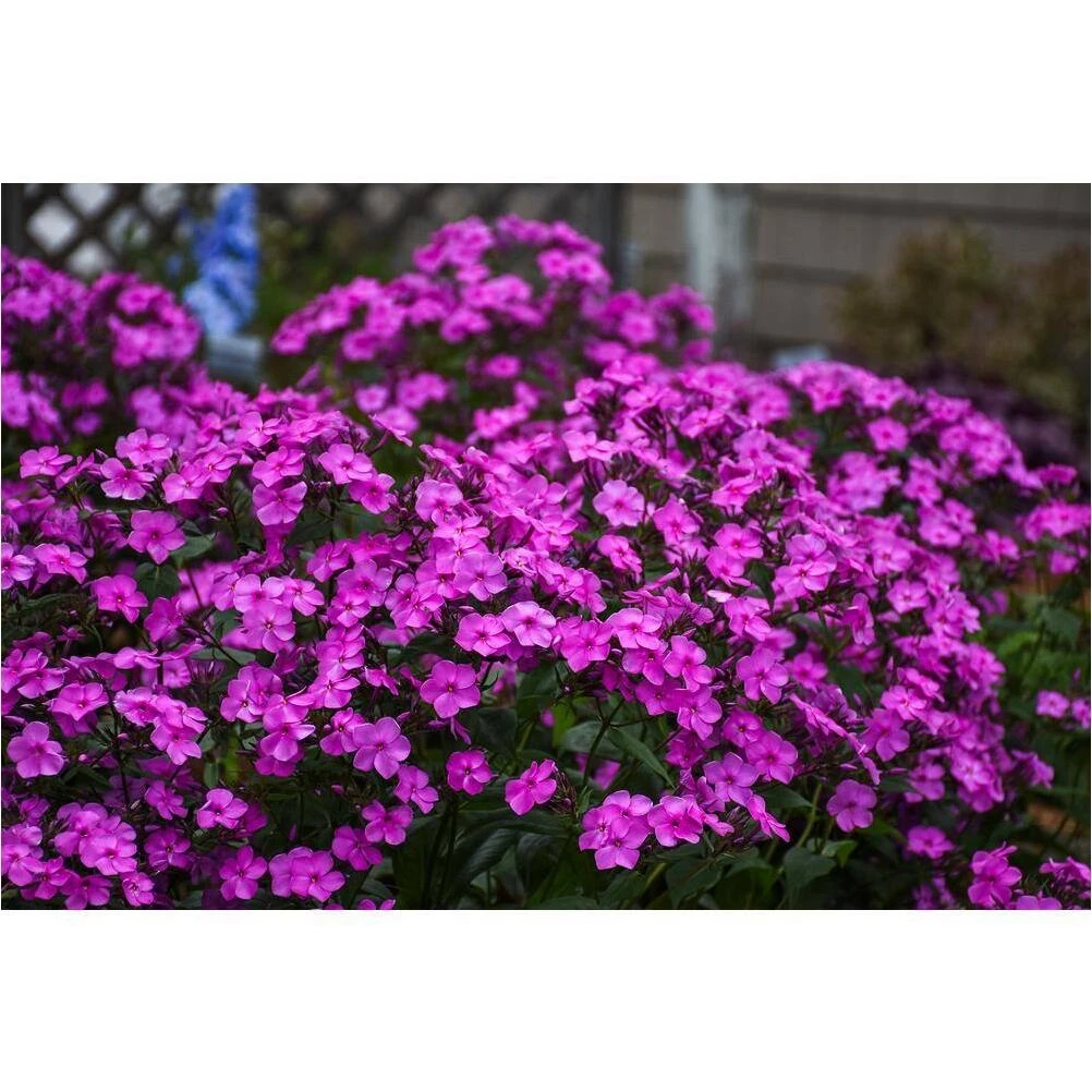 Nonstop DP Rose Begonia – 4.25‑inch Compact Blooming Houseplant