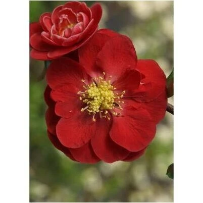 IPOMOEA Red Heart Crystal – 4.5 cm Swarovski‑Style Decorative Stone