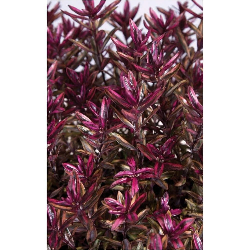 Red Stepping Thyme – 4‑Inch Culinary Herb Plant