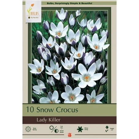 Lady Killer Crocus Bulb – Vibrant Early‑Spring Blooms