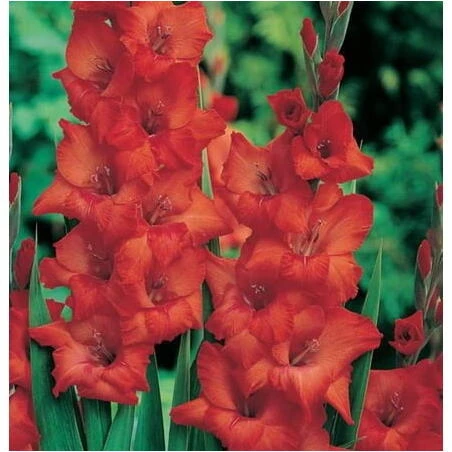 Raven Black Gladiolus Bulbs – Premium Perennial Blooms for Dark‑Garden Elegance