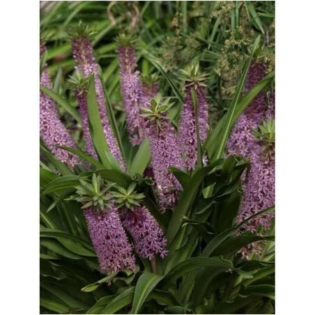 EUCOMIS REUBEN