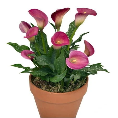 Ruby Calla Lily Zantedeschia Arrangement