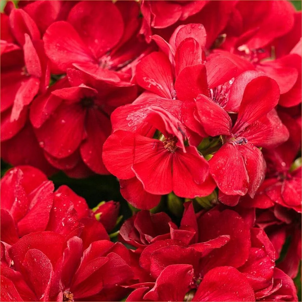 Nemesia Sunsatia Cranberry 4.25% Refreshing Low‑Alcohol Drink