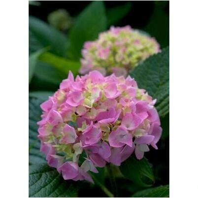 10‑Inch Lantana Berry Blend Basket – Versatile Outdoor Planter