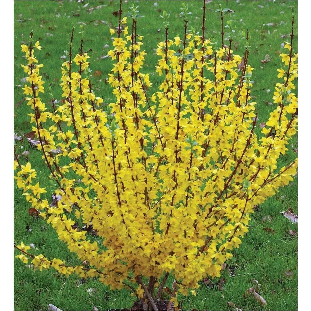 Lemon Grass Herb Plant – 4‑Inch Fresh Culinary Herb