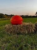 Jumbo Pumpkins