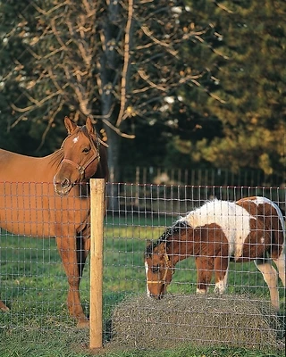 Red Brand 70318 Non-Climb Horse Fence, 72-In. x 100-Ft., 2x4 Mesh