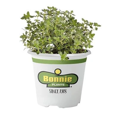 Bonnie Plants Lemon Thyme Herb, 4.5 In. Pot