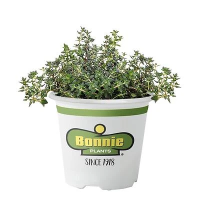Bonnie Plants German Thyme Herb, 4.5 In. Pot