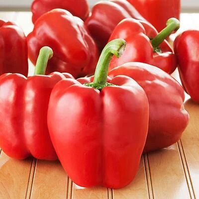 Bonnie Plants 2101 Pepper-Red Bell Plant, 4.5 In., 19.3 Oz.