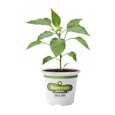 Bonnie Plants Yellow Bell Pepper Plant, 4.5 Inch Pot