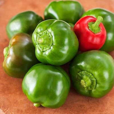 Bonnie Plants 2902 Pepper Mexibell Plant, 4.5 In., 19.3 Oz.