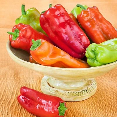 Bonnie Plants 3400 Pepper-Cubanelle Plant, 4.5 In., 19.3 Oz.