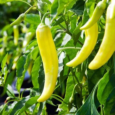 Bonnie Plants 2300 Pepper-Banana Hot Plant, 4.5 In., 19.3 Oz.