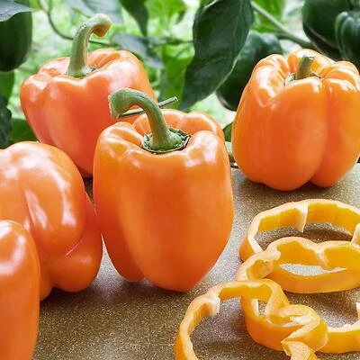 Bonnie Plants 2105 Pepper-Orange Bell Hybrid Vegetable Plant, 4.5 In.