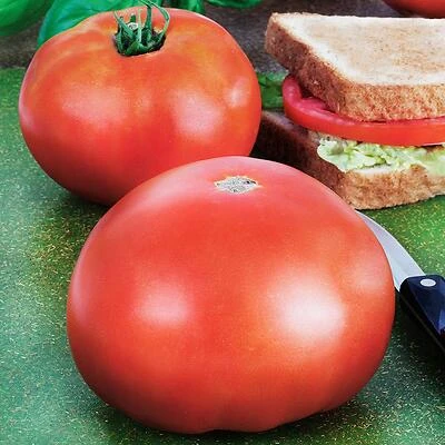 606 Tomato-park's Whopper Plant - Bonnie Plants Model 0206