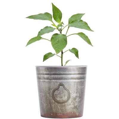 Carolina Reaper Pepper 2.32 Quart - Hot Pepper Plant