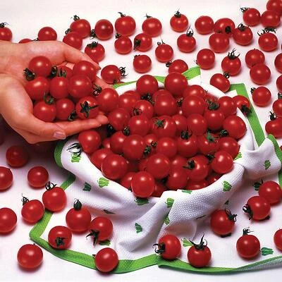 Bonnie Plants 0291 Sweet Million Tomato Plant, 4.5 In., 19.3 Oz.
