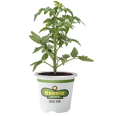 Tomato-Bonnie Original 606 Pack