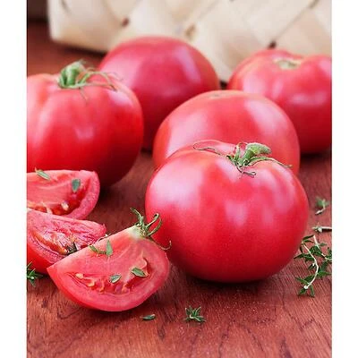 606 Tomato Bradley Heirloom Plant - Bonnie Plants Model 0227
