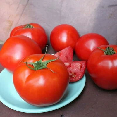 Bonnie Plants Summer Set Tomato Plant, 19.3 Oz
