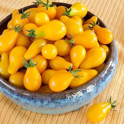 Bonnie Plants 0238 Tomato Yellow Pear Plant, 4.5 In., 19.3 Oz.