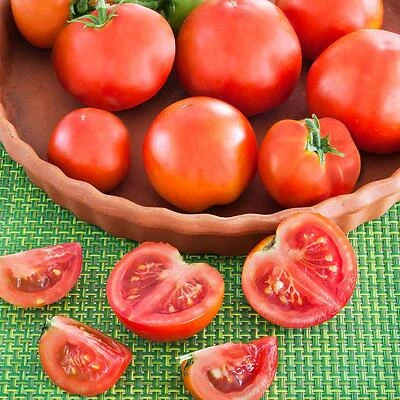 Bonnie Plants 0224 Tomato Patio Plant, 4.5 In., 19.3 Oz.