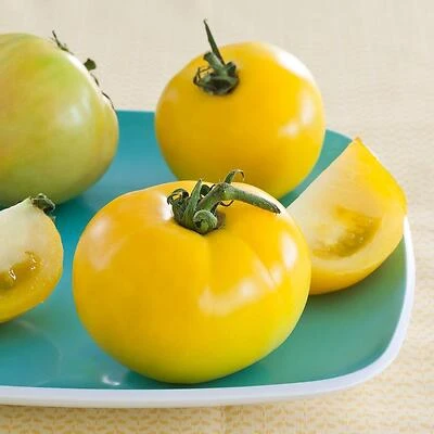 Bonnie Plants 0226 Tomato Lemon Boy Plant, 4.5 In., 19.3 Oz.