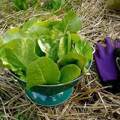 Bonnie Plants 0051 Romaine Lettuce Vegetable Plant, 21-Day Variety