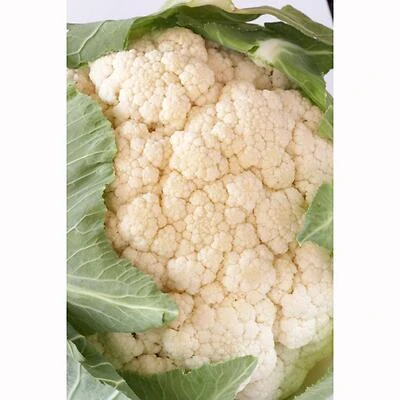 Bonnie Plants 606 Cauliflower, 4 Inch Pot