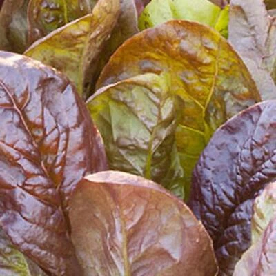 Bonnie Plants 0054 Lettuce Romaine Red Live Plant, 4.5 In., 19.3 Oz.