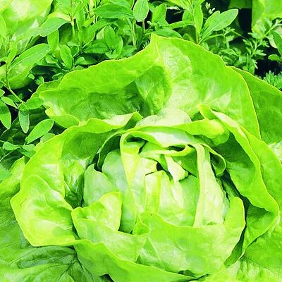 Bonnie Plants 0052 Buttercrunch Lettuce Vegetable Plant, 4.5 In., 19.3 Oz.