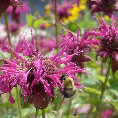 Bonnie Plants 5022 Bee Balm Plant, 4.5 Inch, 19.3 oz Pot