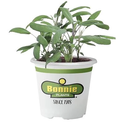 Bonnie Plants Green Garden Sage, 4.5 In. Pot
