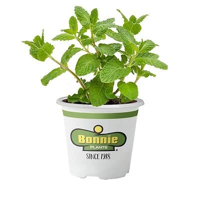 Bonnie Plants Sweet Mint Herb, 4.5 In Pot, 19.3 Oz