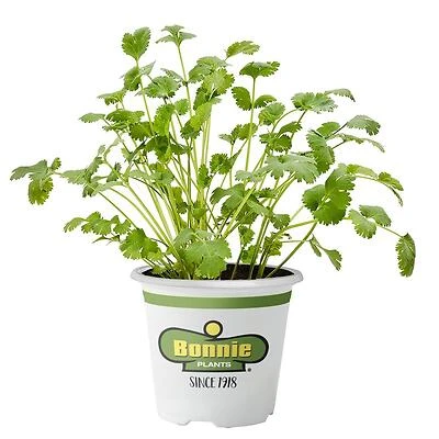 Bonnie Plants 5027 Cilantro Herb Plant, 2.32 Qt.