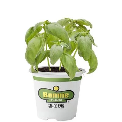 Bonnie Plants 5010 Sweet Basil Genovese Herb Plant, 2.32 Quart