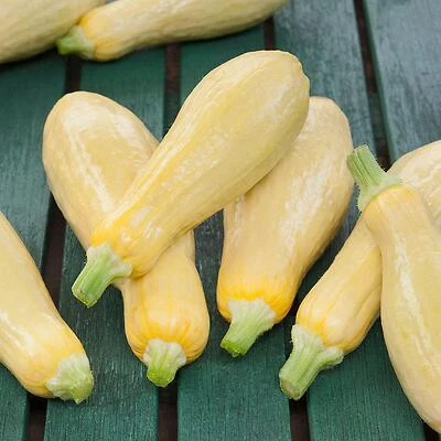 Bonnie Plants 606 Straightneck Squash Seeds