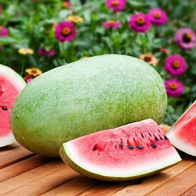 Bonnie Plants 4101 Watermelon Charleston Gray Plant, 4.5 In.