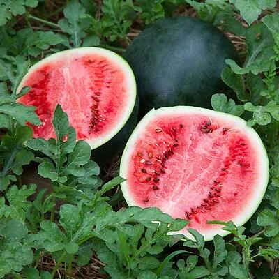 Bonnie Plants 4105 Watermelon Sugar Baby Plant, 4.5 In., 19.3 Oz.